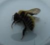 Bombus pascuorum